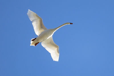 Low angle view of seagull flying in sky