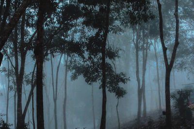 Trees in forest