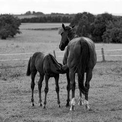 Horses standing on field
