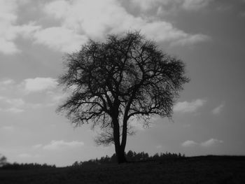 Bare tree on landscape against sky