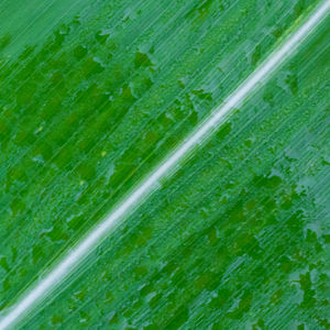 Full frame shot of wet green leaves