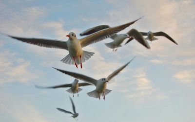 Low angle view of seagull flying against sky