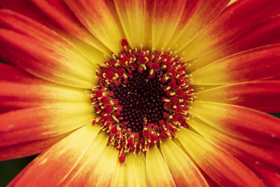 Extreme close-up of red flower