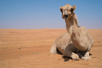 Elephant sitting on sand at desert against clear sky