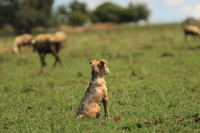 Puppy sitting in a meadow,  watching grazing livestock 