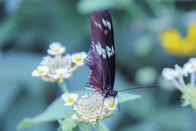 Close-up of butterfly pollinating on flower