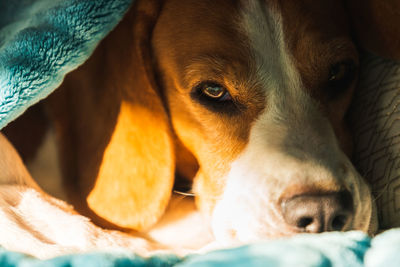 Close-up portrait of a dog