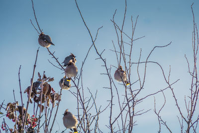 Low angle view of birds perching on tree