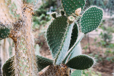 Big cactus in the pots. cactus for decoration. fluffy cactus with long needles.