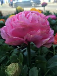 Close-up of pink rose