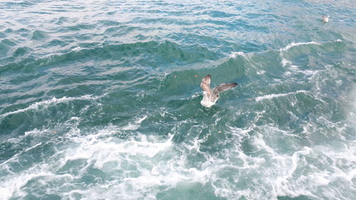 High angle view of whale swimming in sea