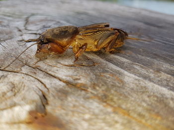Close-up of bee on wood