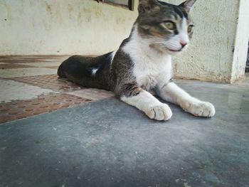 Portrait of cat sitting on floor