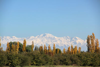 Scenic view of mountains against clear blue sky