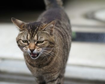 Close-up portrait of cat standing