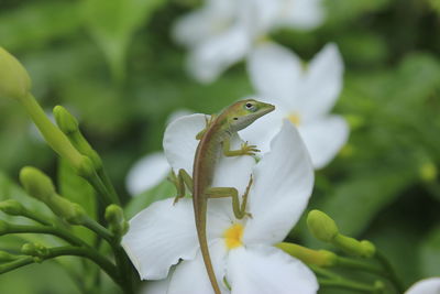 Close-up of butterfly perching on flower