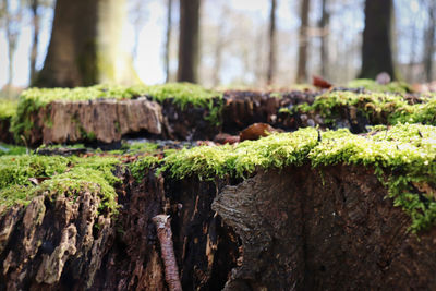 Close-up of moss growing on tree trunk