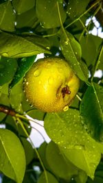 Close-up of raindrops on orange fruit