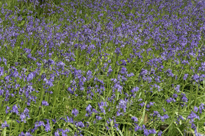 Close-up of purple flowering plants on field