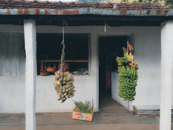 Potted plant for sale at market stall