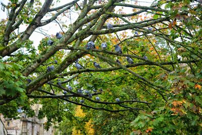 Low angle view of tree