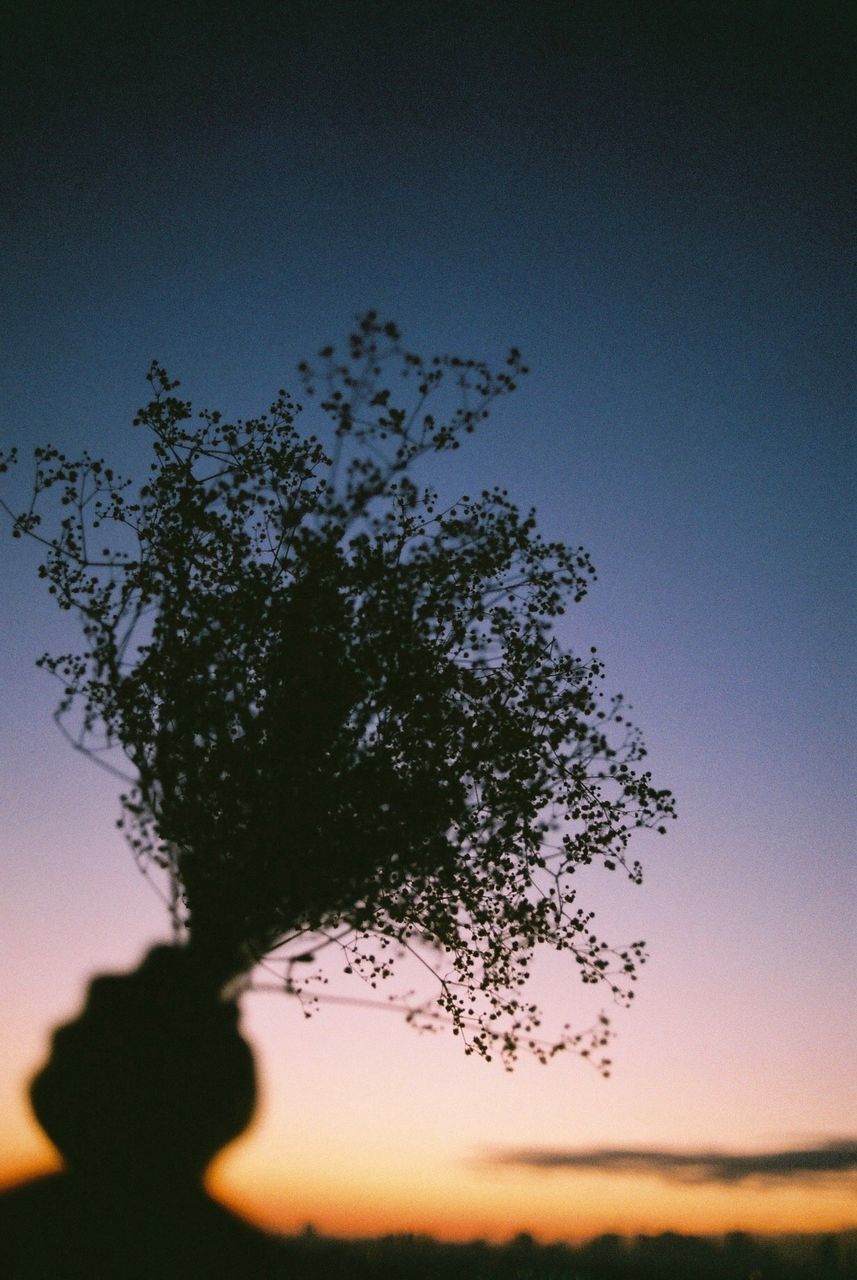 tree, silhouette, sunset, sky, nature, clear sky, no people, growth, beauty in nature, outdoors, day