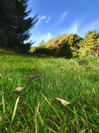 Grass growing on field against sky