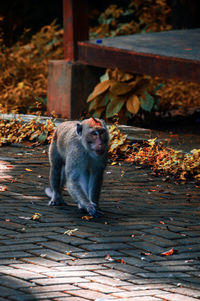 Monkey sitting on wood