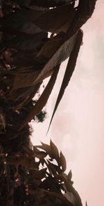 Low angle view of tree against sky