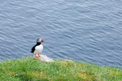 Bird perching on a lake