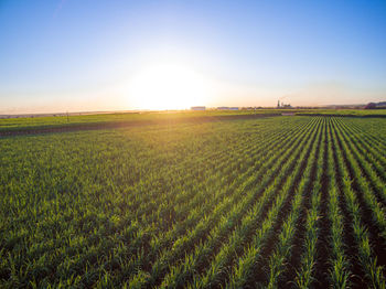 Scenic view of agricultural field against sky during sunset