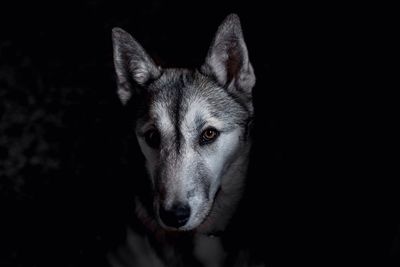 Close-up of wolf at night