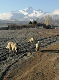 View of sheep on field during winter