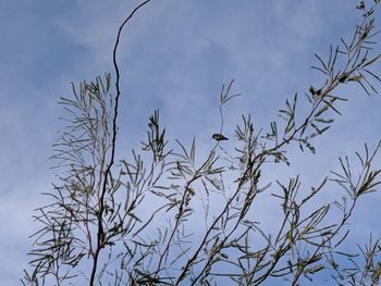 Low angle view of plants against sky