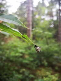 Close-up of bird flying against blurred background