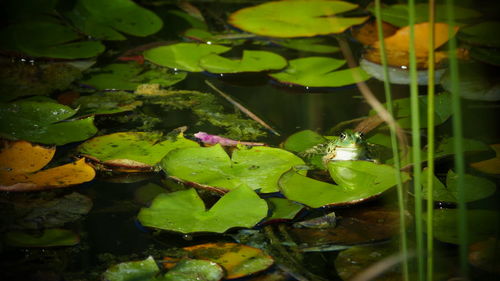 Close-up of lotus water lily in pond