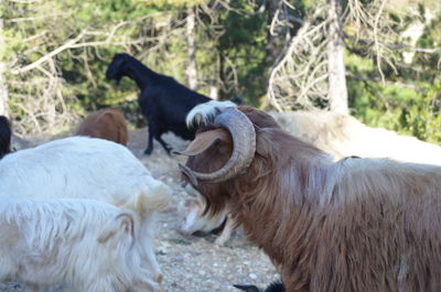 View of two goat on field