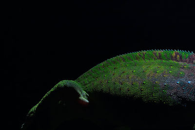 Close-up of chameleon over black background