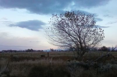 Bare trees on field against cloudy sky