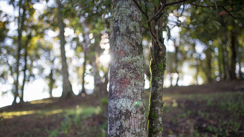 Close-up of tree trunk in forest