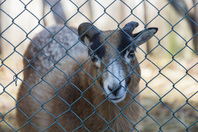 Goat in the farm