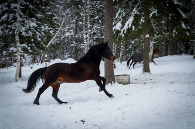Horse on snow field