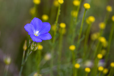 Close-up of purple crocus flowers on field