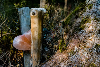 Close-up of mushroom growing on tree trunk