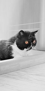 Portrait of black cat lying on floor