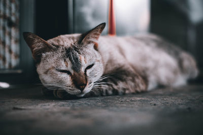 Close-up of cat sleeping on floor