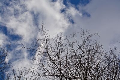 Low angle view of bare tree against sky