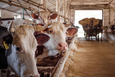 Portrait of cows in stable