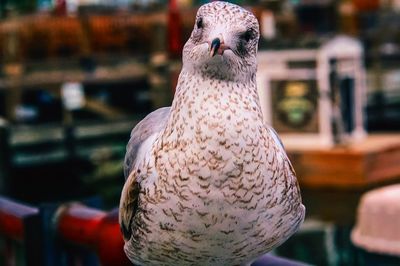 Close-up of a bird