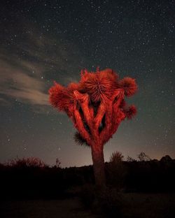 Low angle view of tree against sky at night